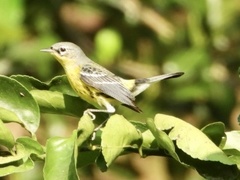 Setophaga magnolia