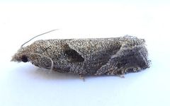 Pelochrista corosana