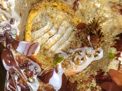 Placiphorella velata