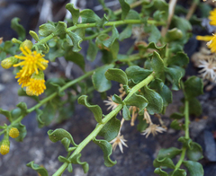 Ericameria cuneata cuneata