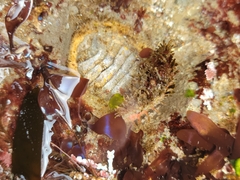 Placiphorella velata