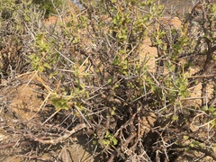 Pelargonium spinosum