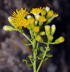 Ericameria cuneata cuneata