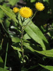Helichrysum cooperi