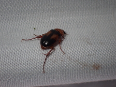 Phyllotocus bimaculatus