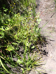 Senecio discodregeanus