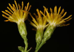 Ericameria cuneata cuneata