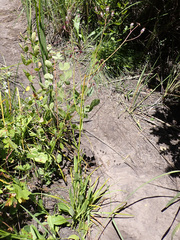 Senecio discodregeanus