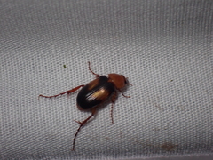 Phyllotocus bimaculatus