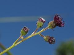 Senecio discodregeanus