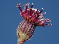 Senecio discodregeanus
