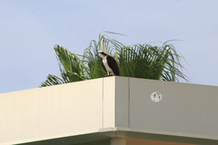Pandion haliaetus