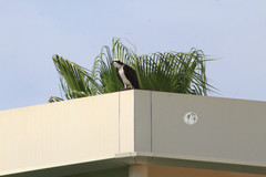 Pandion haliaetus