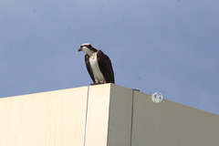 Pandion haliaetus
