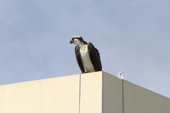 Pandion haliaetus