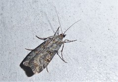Scoparia tetracycla