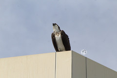 Pandion haliaetus