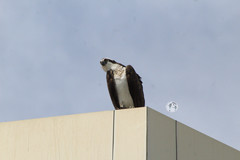 Pandion haliaetus