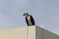 Pandion haliaetus