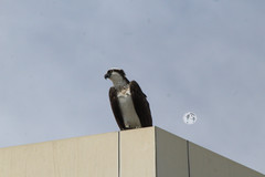 Pandion haliaetus