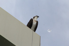 Pandion haliaetus