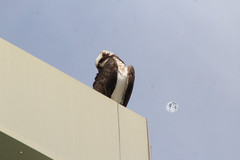 Pandion haliaetus