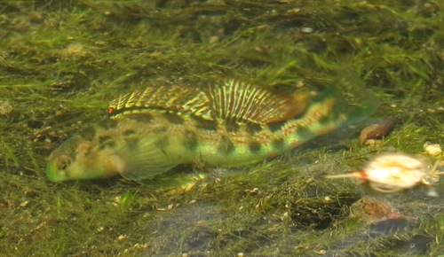 Cumberland Snubnose Darter