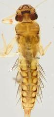 Adenophlebia