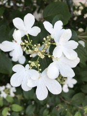 Viburnum plicatum