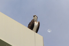 Pandion haliaetus