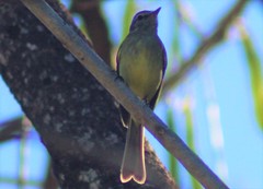 Myiopagis viridicata