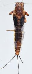 Adenophlebia