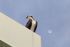 Pandion haliaetus