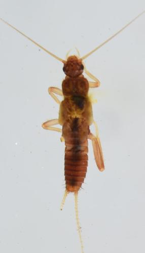 Aphanicercella