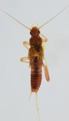 Aphanicercella cassida