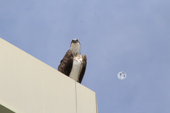 Pandion haliaetus