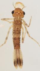 Allocnemis leucosticta