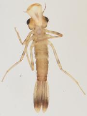 Allocnemis leucosticta