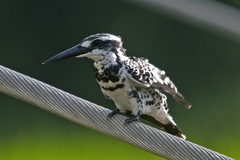 Ceryle rudis leucomelanurus