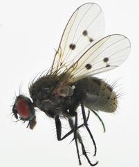 Anthomyia punctipennis