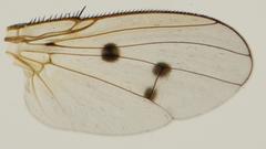 Anthomyia punctipennis