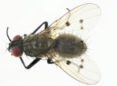 Anthomyia punctipennis