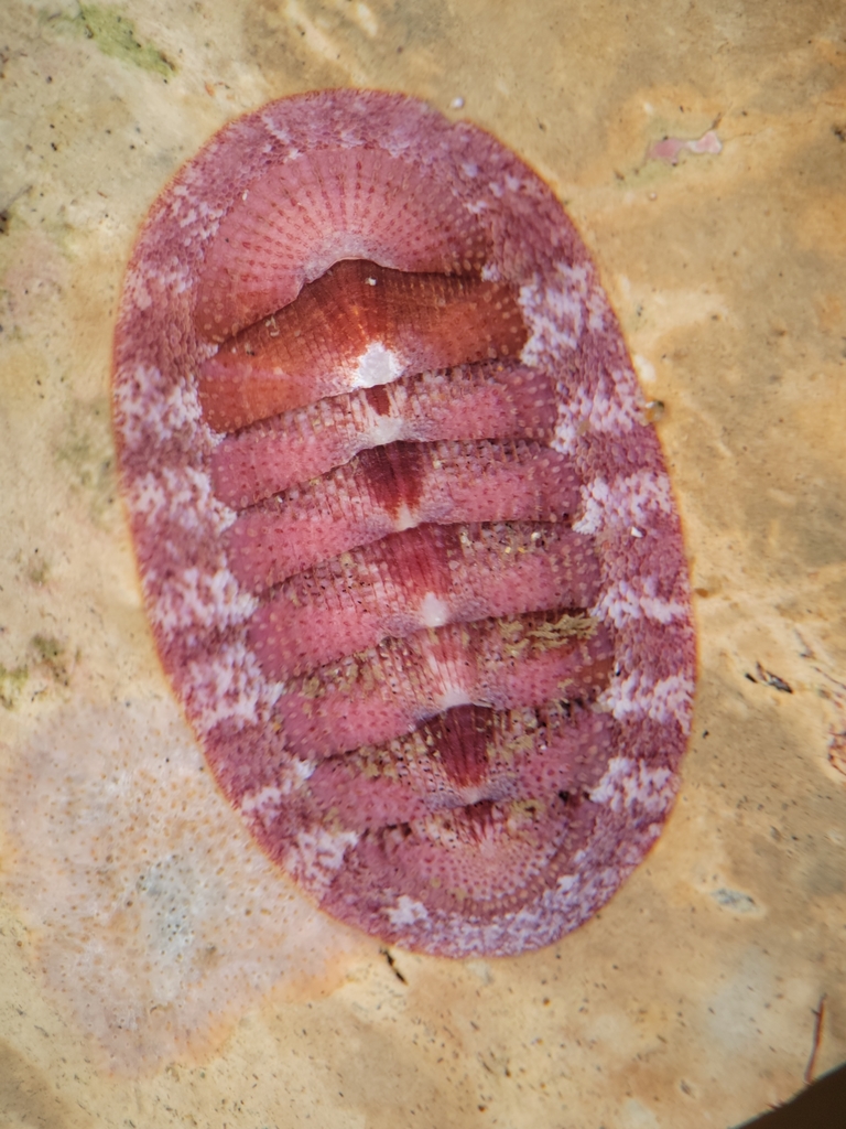 Merten's Chiton