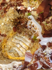 Placiphorella velata