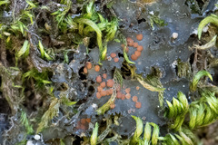 Leptochidium albociliatum