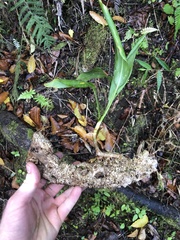 Hedychium gardnerianum