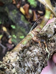 Hedychium gardnerianum