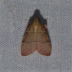 Basacallis tarachodes