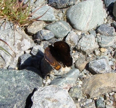 Lycaena boldenarum