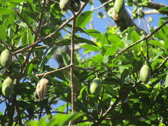 Brotogeris jugularis